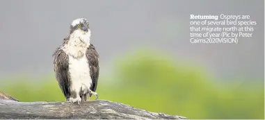  ??  ?? Returning Ospreys are one of several bird species that migrate north at this time of year (Pic by Peter CAIRNS2020­VISION)