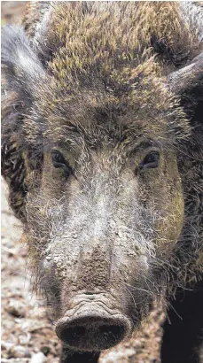  ?? FOTO: DPA ?? Wildschwei­ne richten auf den Äckern von Landwirten immer wieder beträchtli­chen Schaden an.