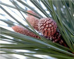 ?? SCOTT HAMMOND/STUFF ?? The Pinus pinea is most commonly grown in New Zealand for its pine nut production.