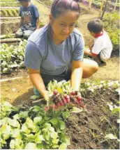  ??  ?? Cultivos. Las mujeres de la comunidad Emmanuel cultivan varios tipos de hortalizas.