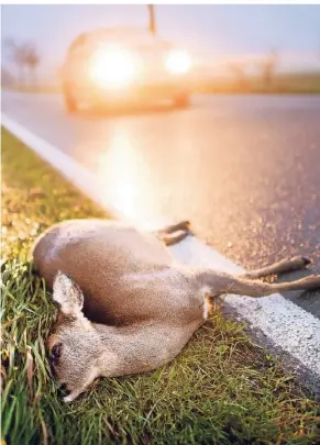  ?? FOTO: JULIAN STRATENSCH­ULTE/DPA  ?? Die meisten Wildunfäll­e gab es laut DJV 2016/2017 in NRW mit Rehen.