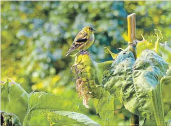  ?? DEAN FOSDICK PHOTOS THE ASSOCIATED PRESS ?? A Goldfinch perches on a seed-filled sunflower head just a few feet from a window bird feeder. Birds are more likely to come to feeders if there is some cover nearby.
