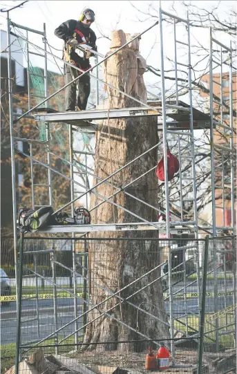  ?? DAN JANISSE ?? Rusty Barton, of Chainsawed Expression­s, carves the top of an elm tree in Jackson Park near Ouellette Avenue. The sculpture will be part of the Bright Lights display, which kicks off on Dec. 6.