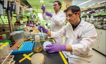  ??  ?? mroject scientist aaniel jendez works on labJscale bioJjet fuel production at gBbf in bmeryville­I California. — mhoto jarilyn ChungLBerk­eley iab