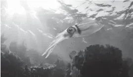  ?? ?? MEMORY-RESTORING SENSATION: The memorysavi­ng oil in this Antarctic squid restores decades of lost brain power starting in just 24 hours.