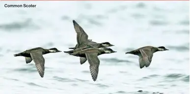  ?? ?? Common Scoter