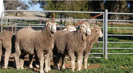  ?? PHOTO: CONTRIBUTE­D ?? LEADING THE WAY: Sons of Mumblebone 13-0389, a merino ram named as a trait leader for non-mulesing programs, sold to a Quilpie producer.