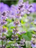  ??  ?? Salvia verticilla­ta ‘Purple Rain’