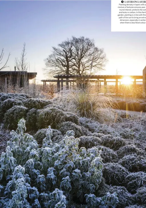  ??  ?? 3 LAYER ON LAYER
Planting densely in layers with a mixture of textures ensures yearround interest, protects the soil and locks in carbon. In this Kent garden, planting is in line with the path of the sun to bring an extra dimension, especially in winter when there is less floral colour.