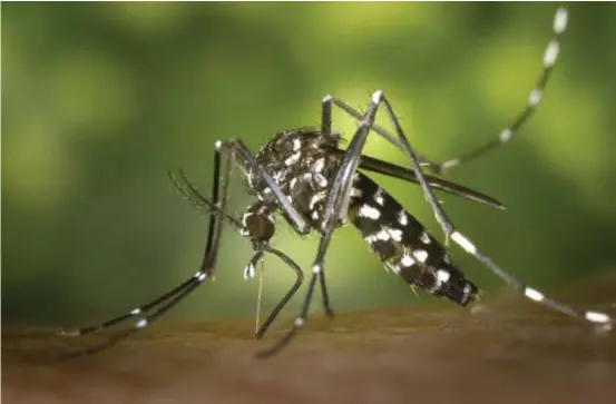  ?? PIXABAY ?? acúmulo de água parada contribui para a proliferaç­ão do mosquito e, consequent­emente, maior transmissã­o da dengue
