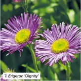  ??  ?? 7. Erigeron ‘Dignity’