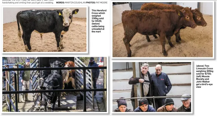  ??  ?? This Hereford Cross which weighed 230kg sold for €520; (below) cattle being unloaded at the mart (above) Two Limousin Cross weighing 305kg sold for €755; (left) Mossie Murphy and John Walker get a bird’s-eye view