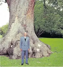  ?? Pictures: VERGELEGEN/ANGLO AMERICAN ?? WALKING TALL: This picture, which hangs at the Vergelegen wine estate, shows Mandela dwarfed by one of the giant camphor trees during the meeting in 1990