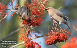  ??  ?? Waxwings enjoying a winter abundance of Rowan berries