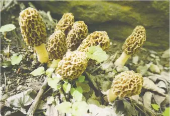  ?? BY TARA GRIFFIN ?? Wild morel mushrooms are renowned in many cuisines for their meaty honeycomb texture and nutty flavor.