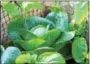  ??  ?? Vegetables grow in the back of a Pottstown home and was entered in the 2016 Home Garden Contest. This garden of Amy Bathurst Francis won third place in the grocery garden category.