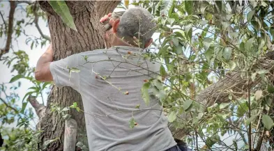  ?? Aris Martínez / El Siglo ?? Este Viernes Santo evite treparse en un árbol, no vaya a ser que se convierta en mono.