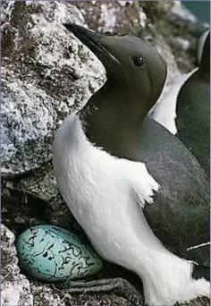  ??  ?? A cliff-nesting Common Guillemot with its single egg.