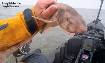  ??  ?? A dogfish for me, caught inshore