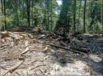  ?? EVAN BRANDT — DIGITAL FIRST MEDIA ?? Trees harvested on Gary Westlake Jr.’s Warwick Township property are not clear-cut, but rather selected by a forestry expert to allow for new growth by allowing light through the canopy, and allowing select trees to continue to grow.