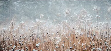  ?? THERESA FORTE PHOTOS FOR TORSTAR ?? A dusting of snow and soft lighting enhance patterns of colour and texture in the Legacy Garden at the Niagara Parks Botanical Garden