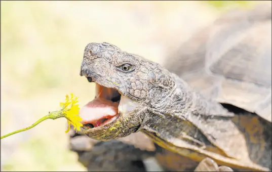  ?? Getty Images ?? A desert tortoise’s diet should consist of 85 percent grass, weeds and dark, leafy greens, and 15 percent vegetables.