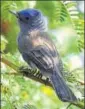  ?? . HT PHOTO ?? The blacknaped monarch