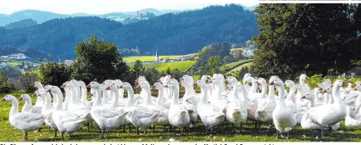  ??  ?? Die Gänse erfreuen sich des Lebens – zumindest bis zum 11. November, wenn das Martini-Gansl-Essen ansteht