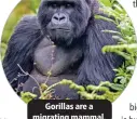  ?? ?? Gorillas are a migrating mammal.