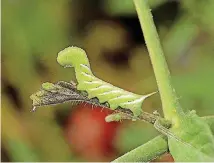  ?? [PHOTO PROVIDED BY DAVID SHETLAR] ?? The tobacco hornworm, above, and the tomato hornworm feed on tomato plants. A new edition of “Garden Insects of North America” will help you tell them apart. Both become sphinx or hawk moths.