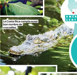  ??  ?? Le Costa Rica compte aussi bon nombre de crocodiles.