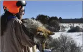  ?? MEXICAN WOLF INTERAGENC­Y FIELD TEAM VIA AP ?? Grace Dougan, a U.S. Fish and Wildlife Service volunteer, carries a sedated wolf during the agency's annual survey near Aragon, N.M., on Jan. 27.