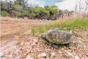  ?? Wolfgang Kaehler/lightrocke­t/getty Images ?? A red-eared slider turtle can live 30 years, making it difficult to rehome.