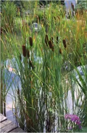  ??  ?? Bioreinigu­ngskraft Der Schmalblät­trige Rohrkolben ist eine Sumpfpflan­ze, die wasserklär­end wirkt. Er hält das biologisch­e Gleichgewi­cht in Gewässern aufrecht. praskac.at