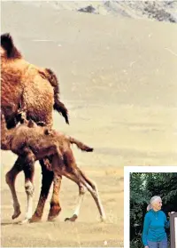  ??  ?? Survivors: wild camels in Asia, on A Perfect Planet, hosted by Sir David Attenborou­gh, below. Right, Dr Jane Goodall and John Hare with one of the fundraiser pictures