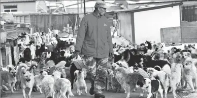  ?? JU CHUANJIANG / CHINA DAILY ?? Song Ruilai, 60, feeds stray dogs in Yantai, Shandong province, on Feb 8.