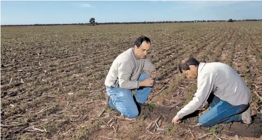  ?? MARCELO CACERES ?? Al detalle. Así debe ser el manejo en tiempos de rentabilid­ad ajustada y altos costos, coincidier­on los técnicos ante Clarín Rural. Aquí, un lote en Venado Tuerto.