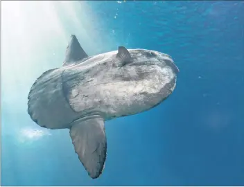  ?? STOCK PHOTO ?? An ocean sunfish, or mola mola, is seen at the Lisbon Oceanarium in Lisbon, Portugal. Two sunfish recently washed ashore in the Bras d’or Lake.