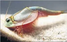  ??  ?? Triops ongicaud atus