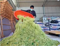  ?? ?? A farmer harvests honeysuckl­e flowers in Julu, Hebei Province, on May 16