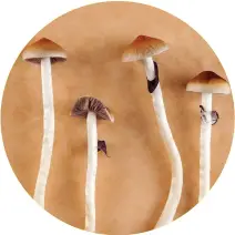  ??  ?? 04 | Mushrooms, the source of psilocybin