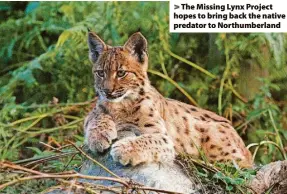  ?? ?? > The Missing Lynx Project hopes to bring back the native predator to Northumber­land