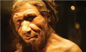  ??  ?? A reconstruc­tion of a Neandertha­l created for the Natural History Museum in London. Photograph: Richard Gray/Alamy