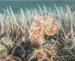  ??  ?? 0 Bottom-trawling destroys vital underwater habitats