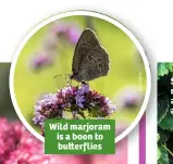  ??  ?? Wild marjoram is a boon to bu	erflies