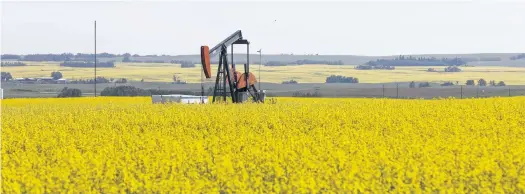  ??  ?? Western Canadian canola fields surroundin­g an oil pump jack are seen in full bloom before they will be harvested later this summer in rural Alberta.REUTERS