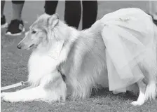  ??  ?? A dog is dressed for the occasion during the walk.