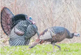  ?? GOVERNMENT OF QUEBEC ?? Hunters in Quebec are only allowed to hunt male wild turkeys, left. Female wild turkeys, right, are about half the size.