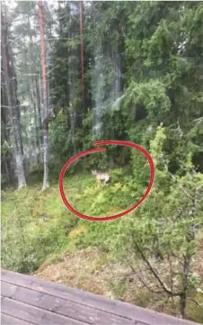  ?? FOTO: MIA HELLSTEN ?? FÅNGAD – PÅ BILD. Mia Hellsten bor i området där vargen rört sig. Hon lyckades den 4 september fotografer­a vargen.