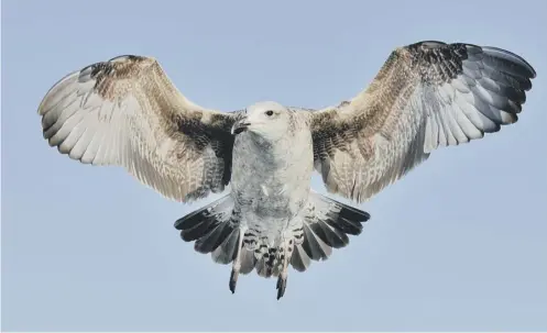  ??  ?? 0 Rangers found a record number of great skuas living on Handa Island Wildlife Reserve this summer